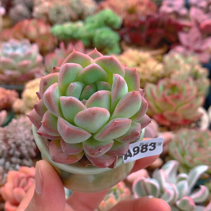 一物一拍含盆土满38包邮A983