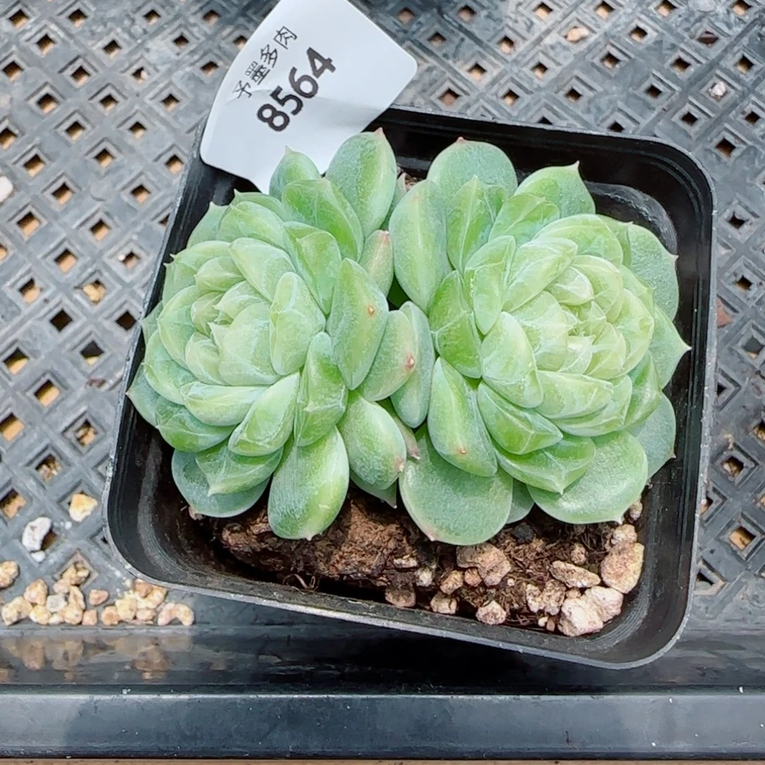 泼天富贵，8564多肉植物