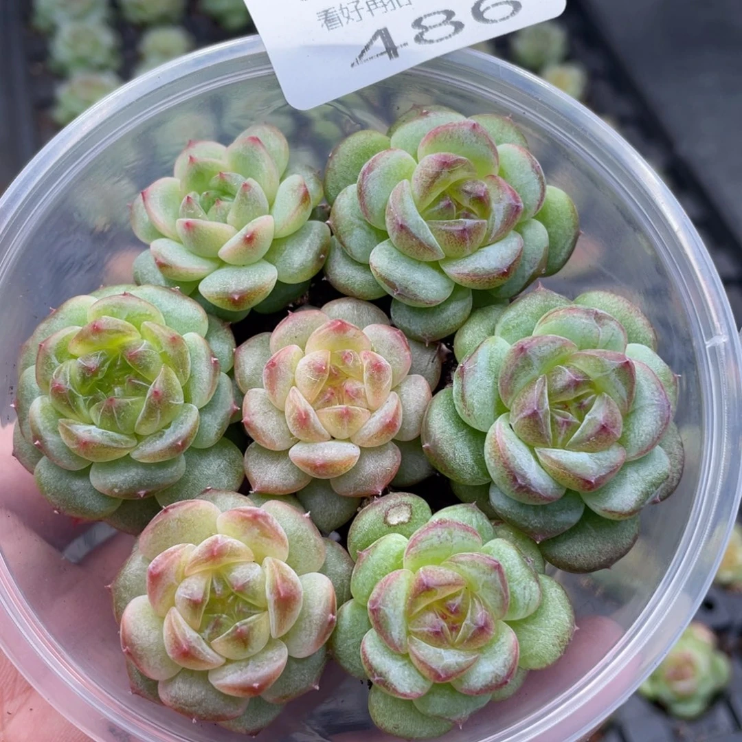 云糖心多肉植物486