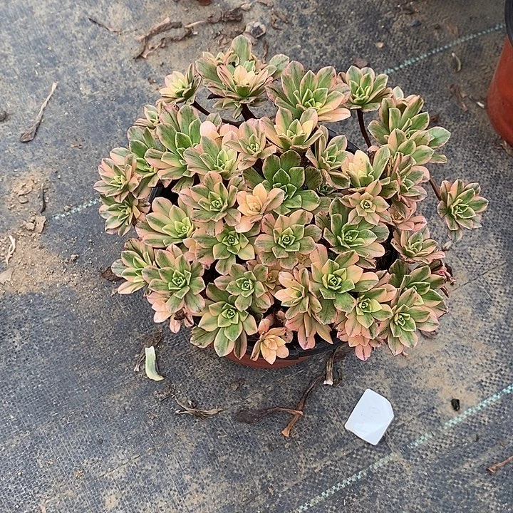 甜茶11多肉植物法师法师法师
