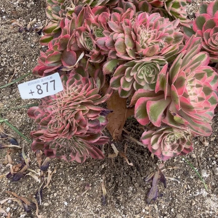 877倾城缀化。多肉植物