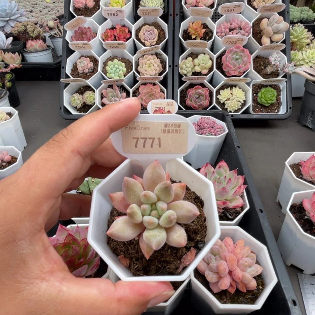 7771红蜻蜓4.0厘米