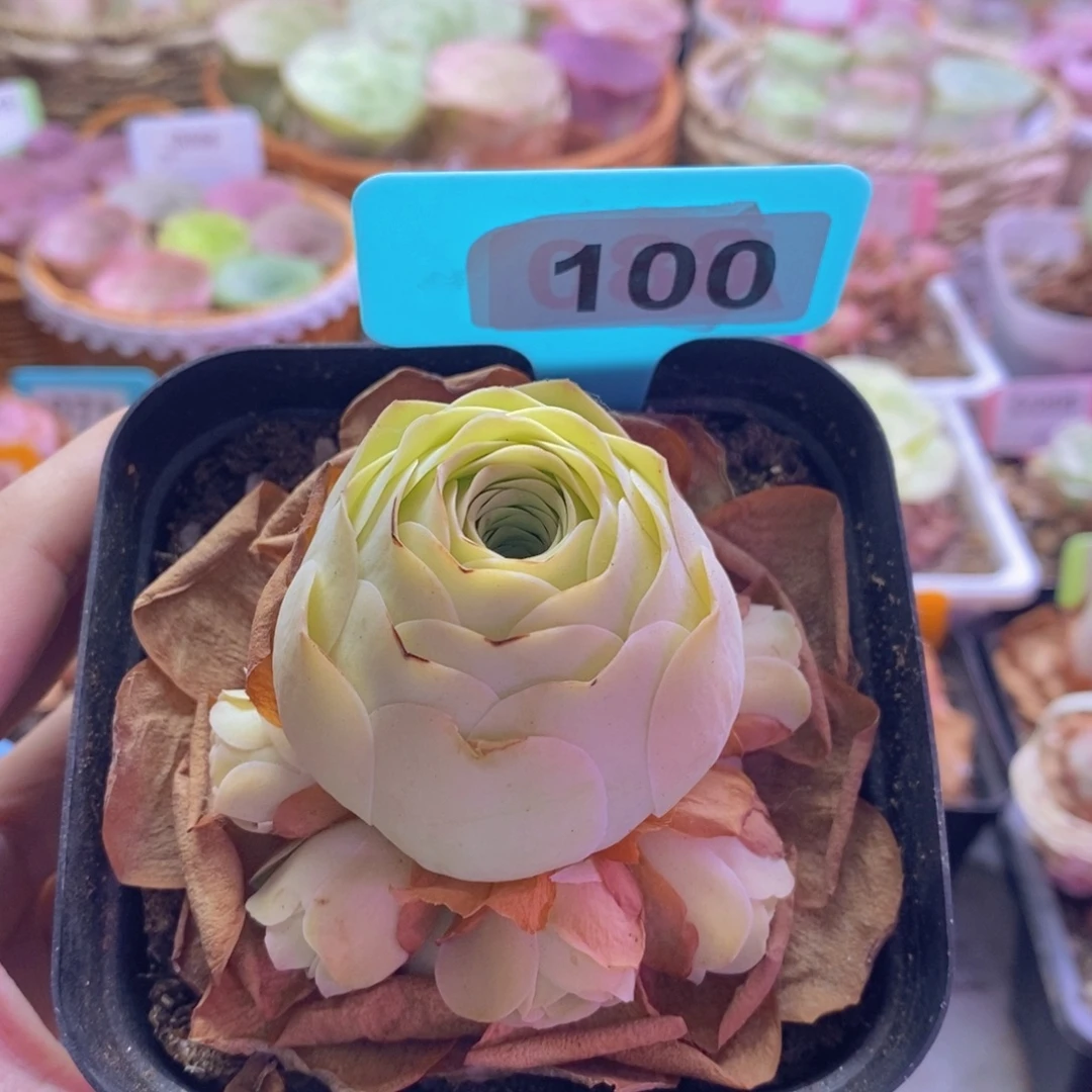 山地玫瑰一物一拍黄玫瑰包子100
