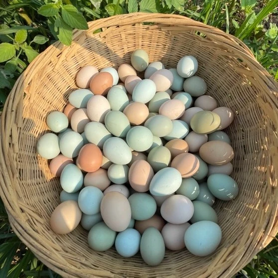 青年土鸡蛋【混装】50枚正宗