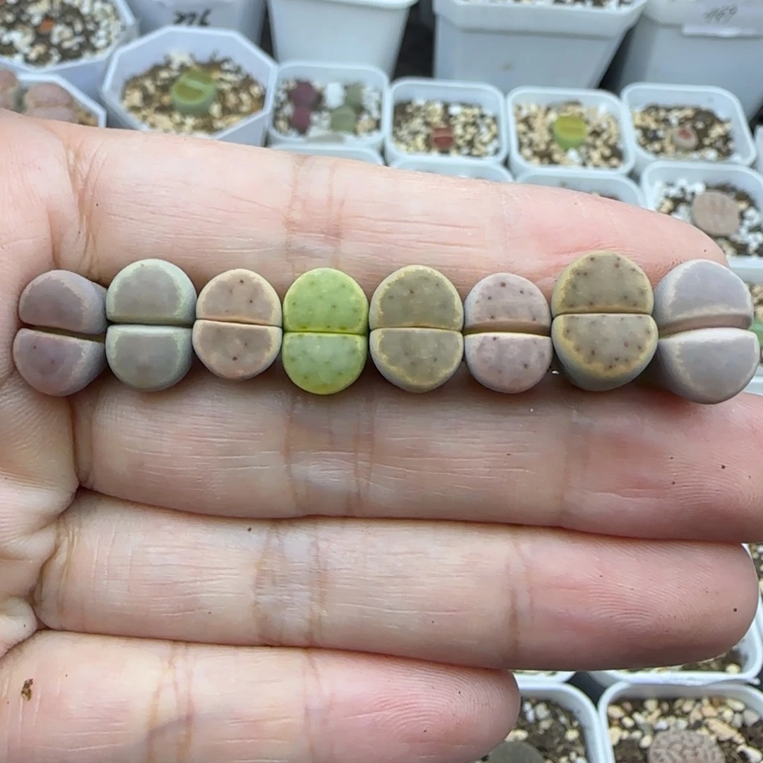 422彩色惜春清框福利30包邮