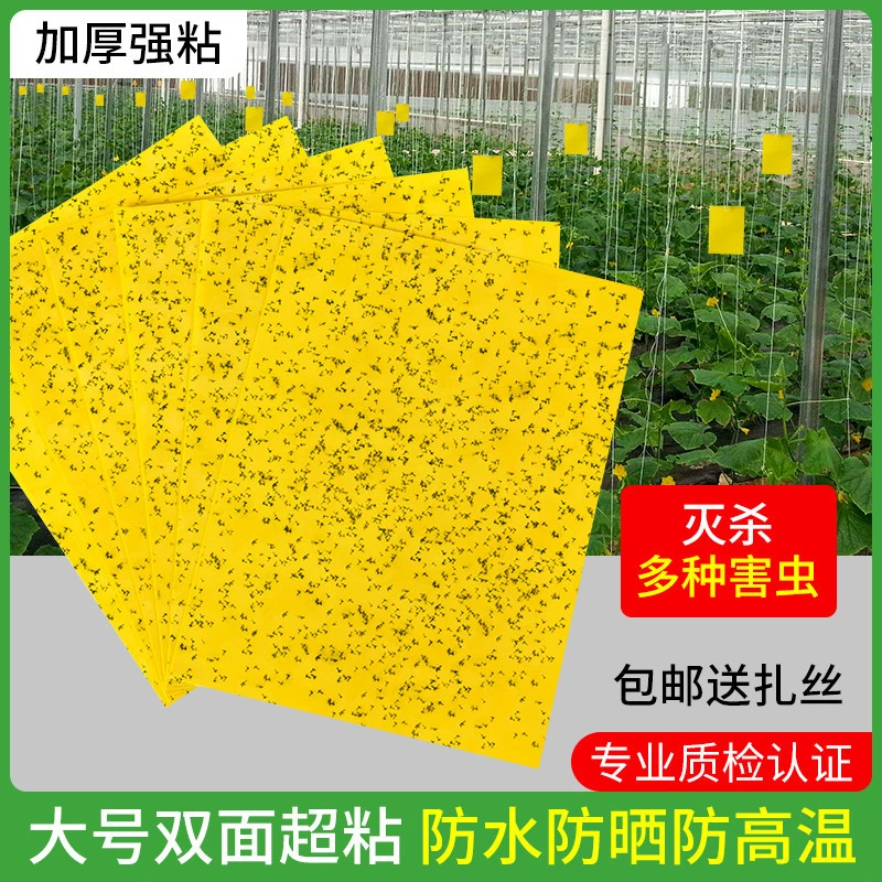 黄板双面粘虫板诱虫蓝板纸贴黄色灭小飞虫果园大棚园艺果蝇诱捕器