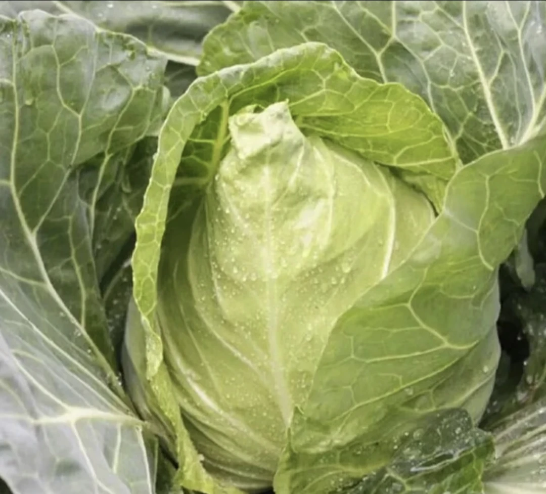 贵州高山甘蓝平包心菜新鲜美味