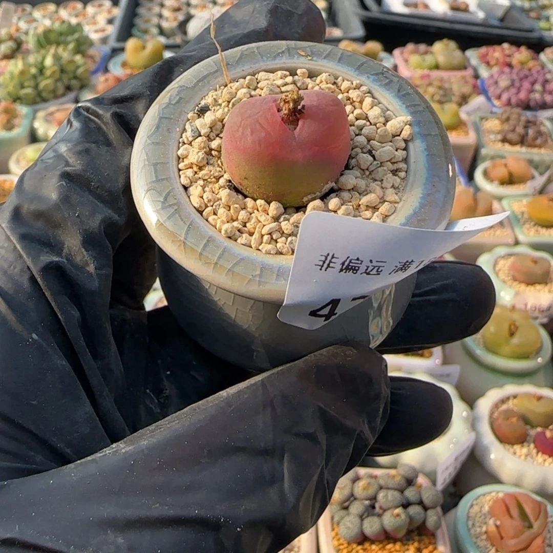 4227--一物一拍 带盆