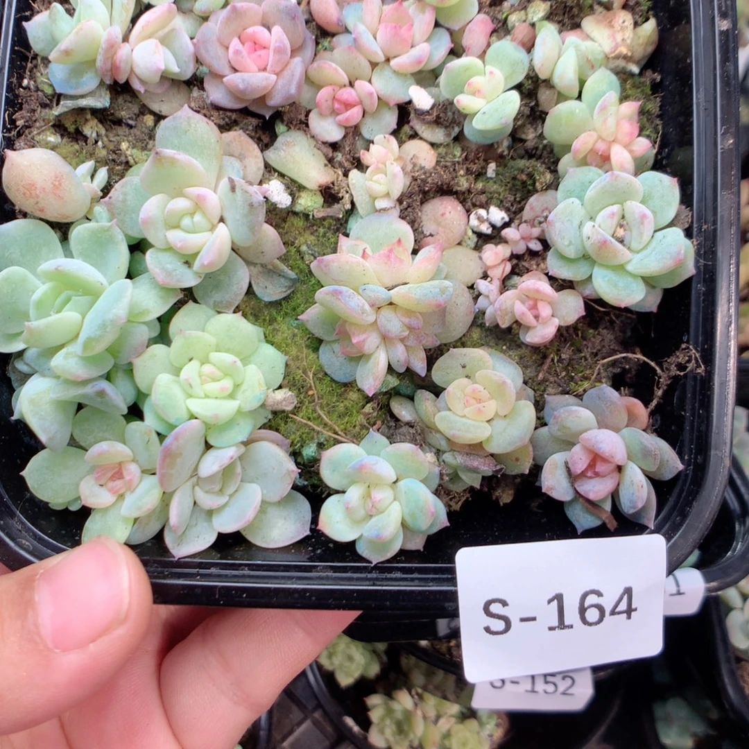 无花朵S164英语英语
