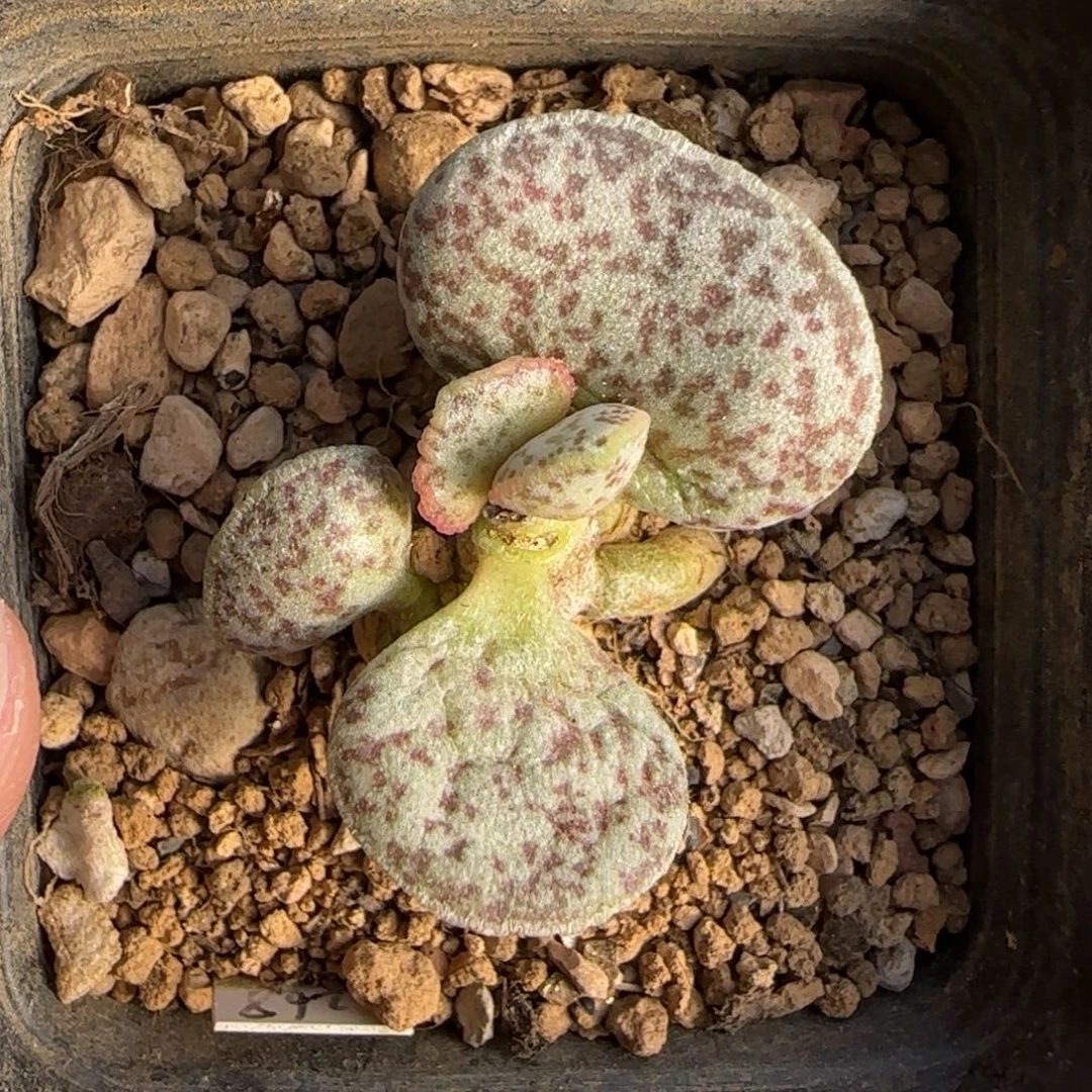 sh2268蛋水泡多肉植物