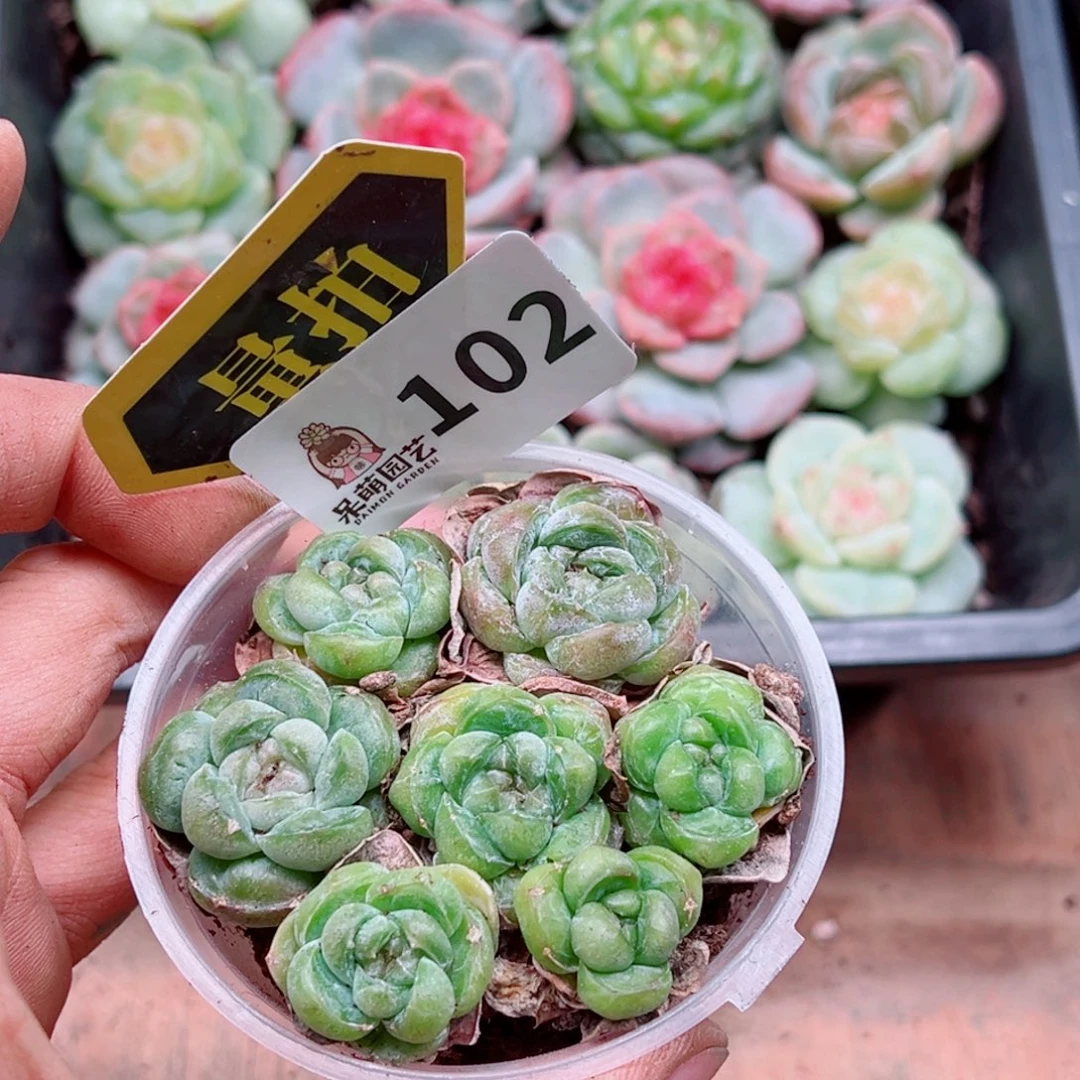 多肉植物多肉植物