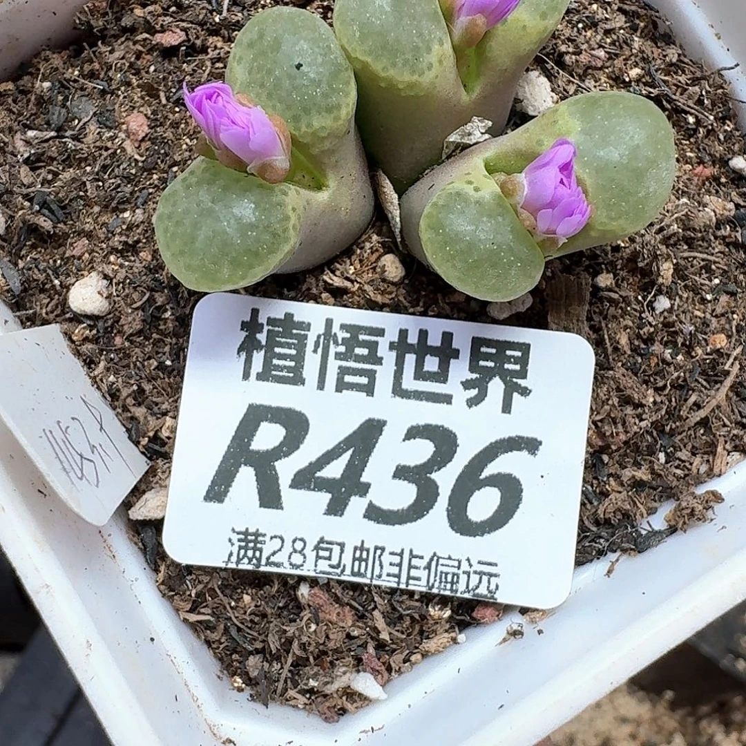 多肉植物的润泽完成