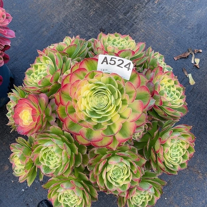 无***妈海仙多肉法师。    524