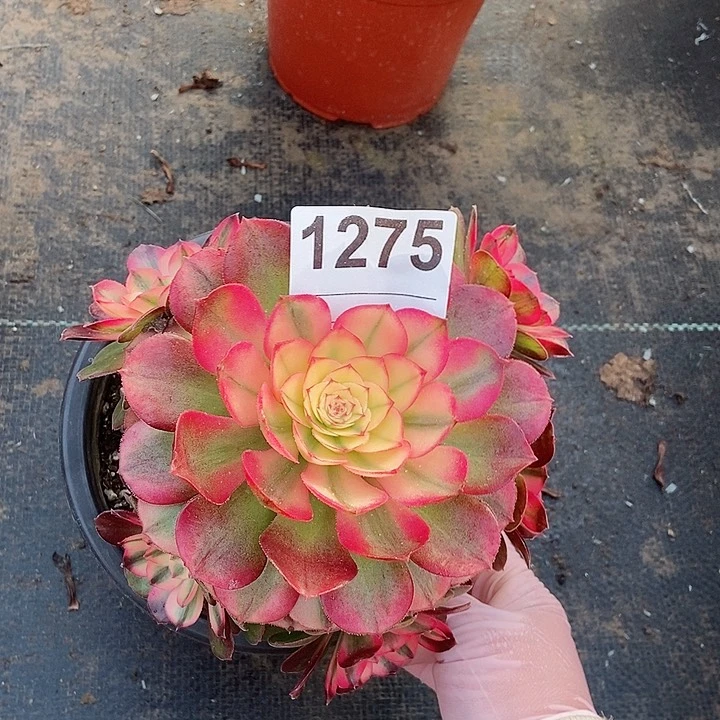 红陶1275荔枝3冠服15