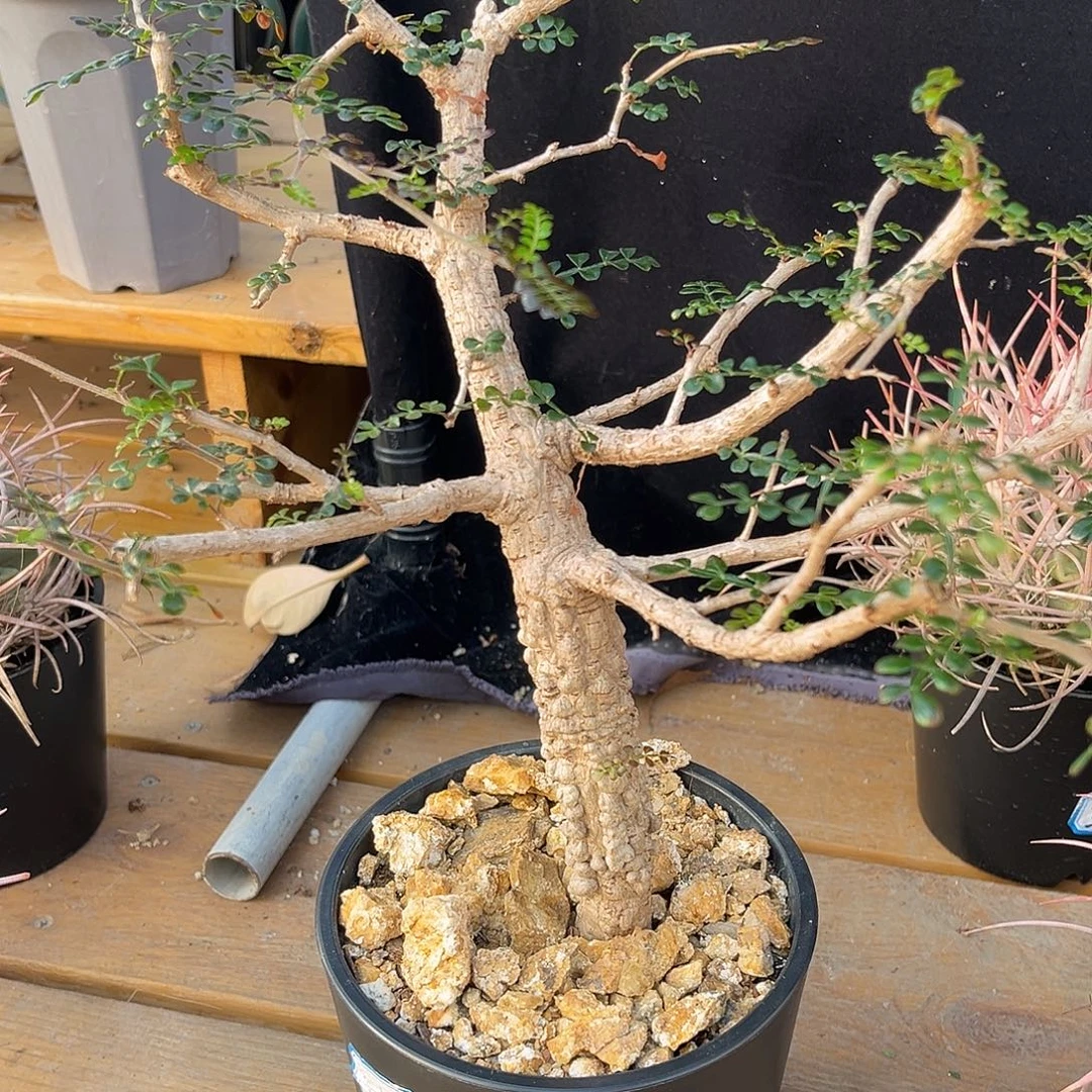 潮流植物 列加漆树 爆瘤