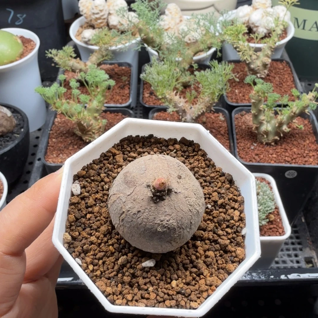 玫瑰大戟242仙人掌