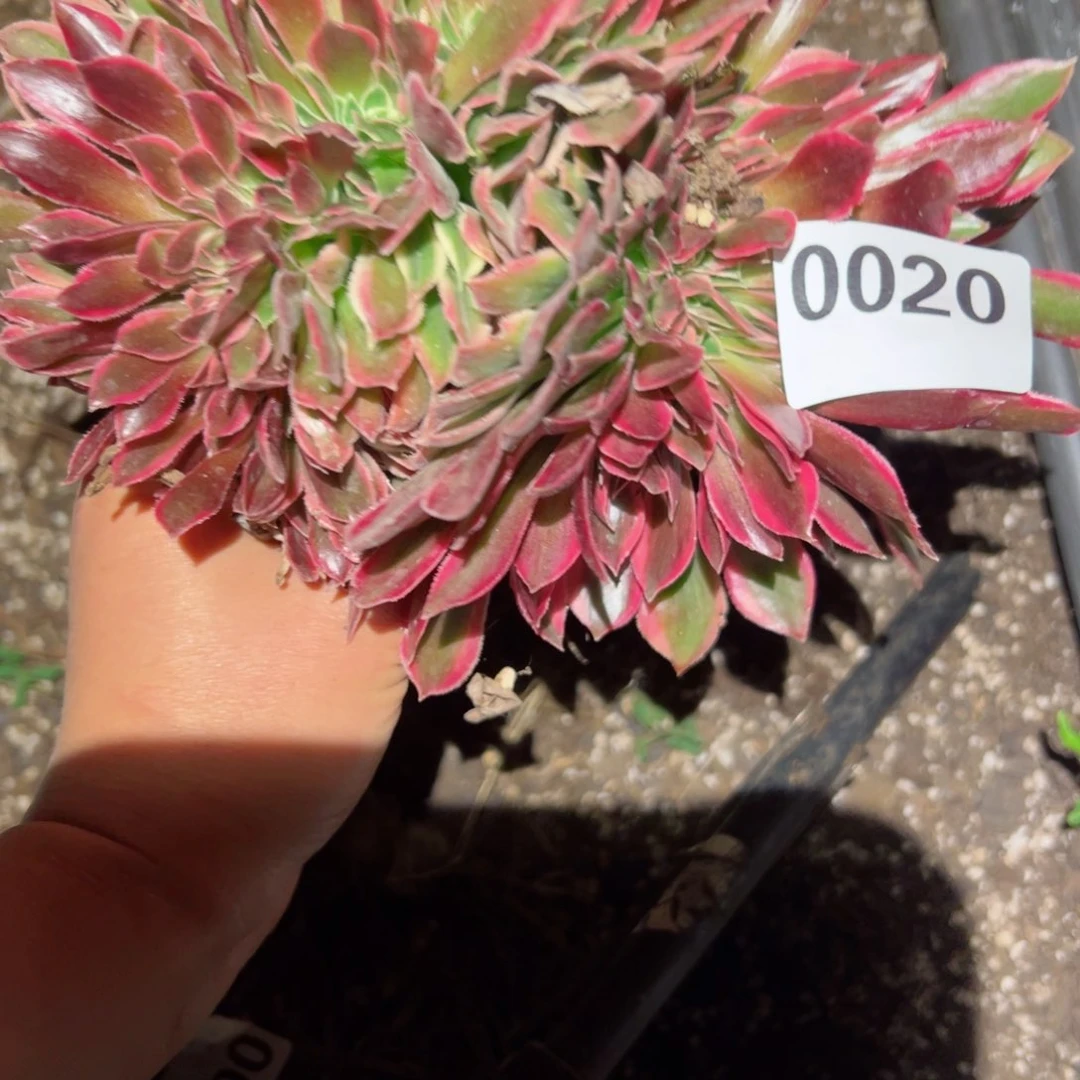 20 号多肉植物法师新年福利花妖