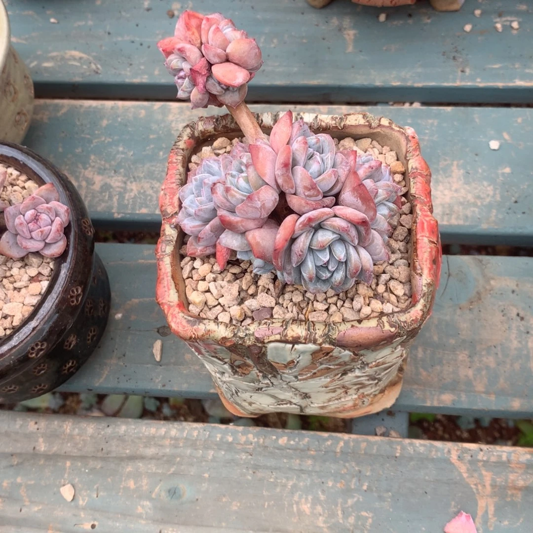 无花朵满山猴子哈哈哈哈哈哈哈