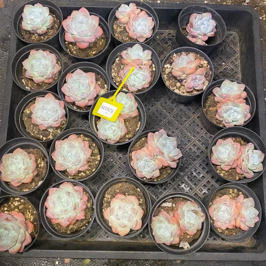 跳***花一筐冰玉。926039