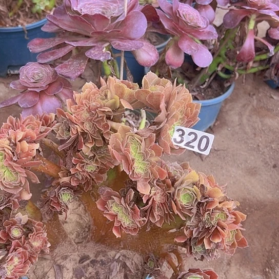 落***1多肉植物一个法师