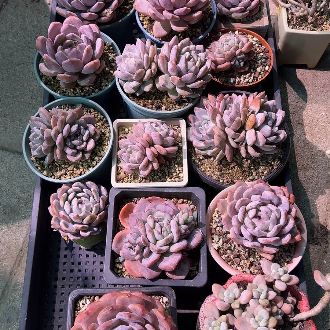 橙梦露群生一筐脱土