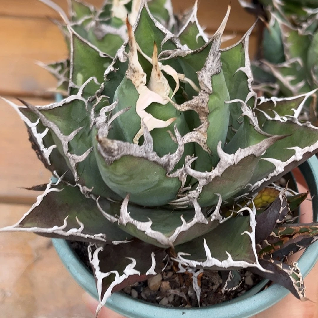 优选狂刺凯撒，大漏