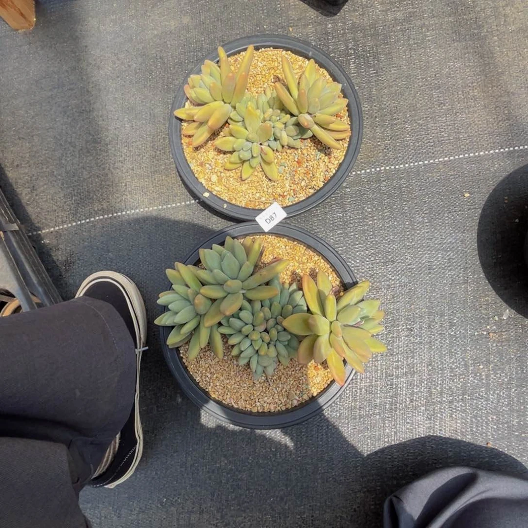 娟**?d 97两颗白兰地群生