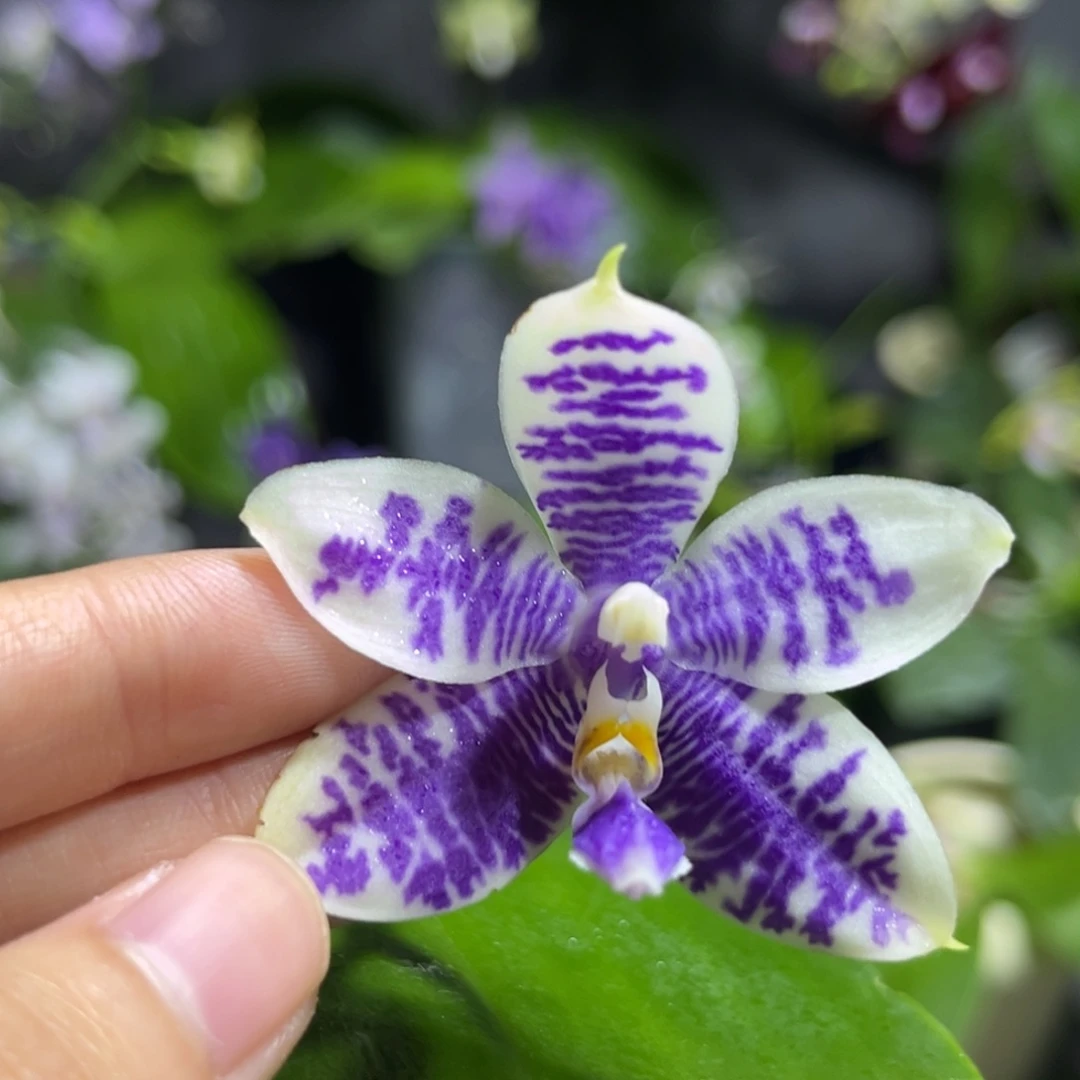 完全开放2.5寸3288开花株