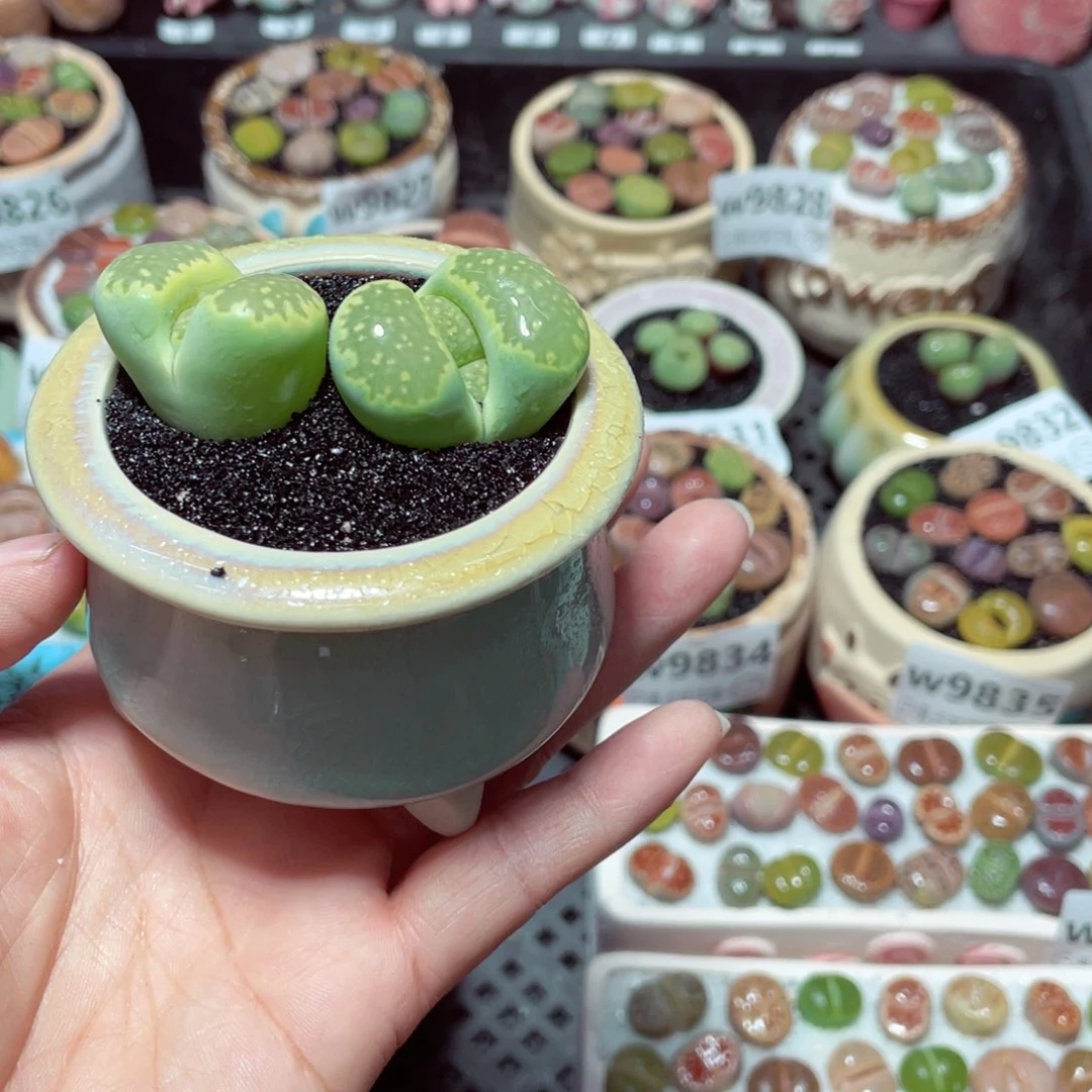 w9840 带盆土发货-零下地区拍保温箱