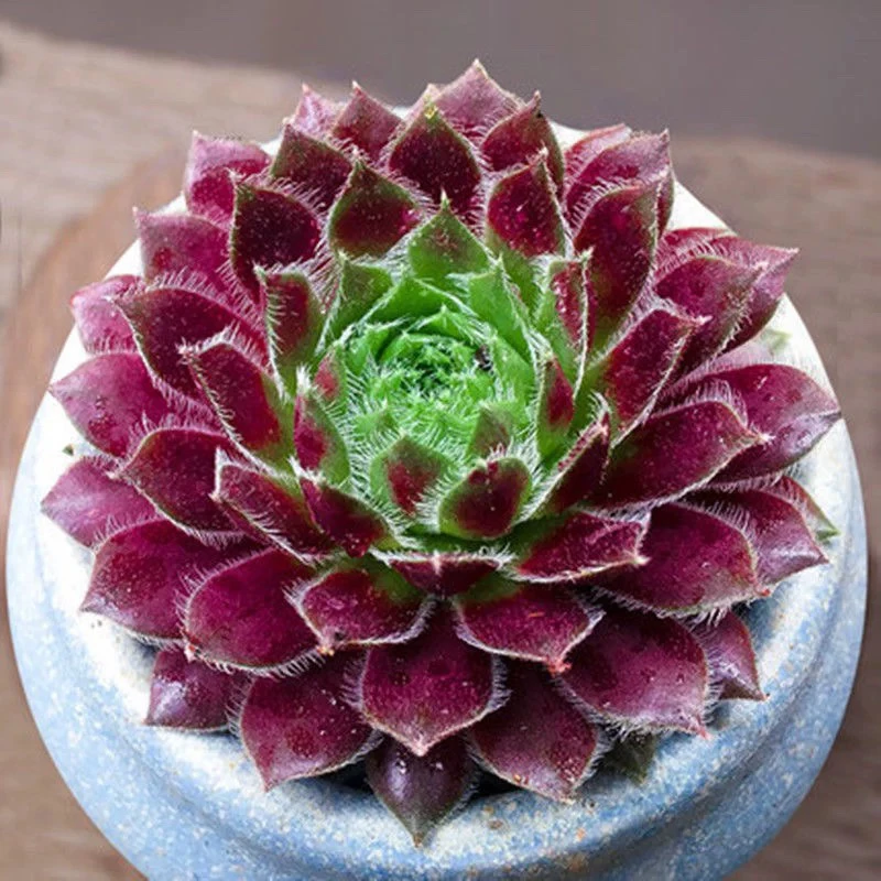 【满9.9包邮】紫牡丹6.5cm盆带盆土多肉植物以直播间展示为主