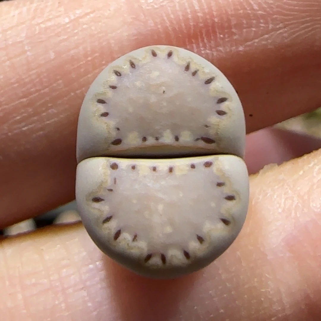 8.30。     .015饼干福利。  9030