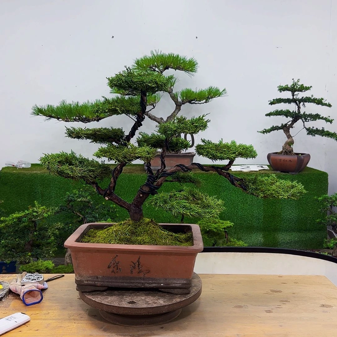盆景盆景盆景盆景