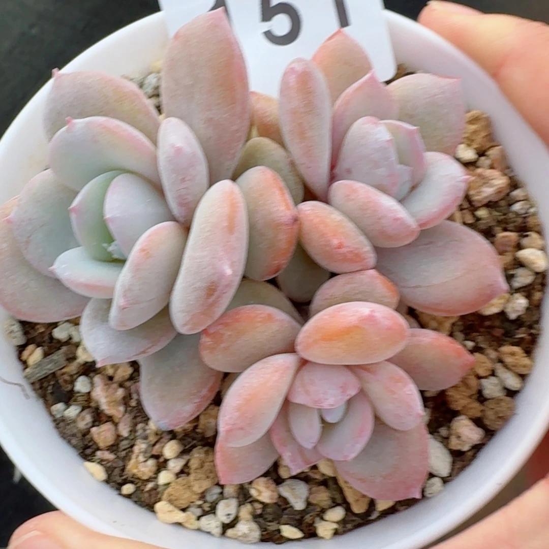 奶茶            精美多肉植物