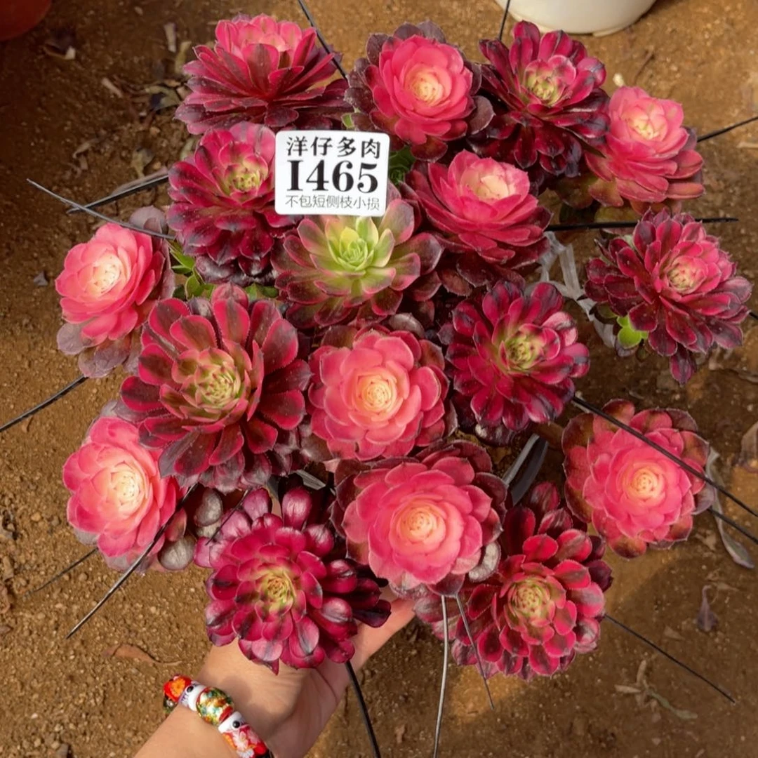 465嫁接的 冠幅22左右