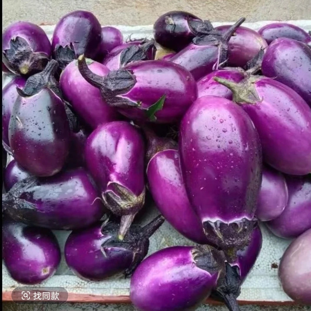 湘西新鲜紫皮圆茄子当季蔬菜农家现摘现发软糯清甜