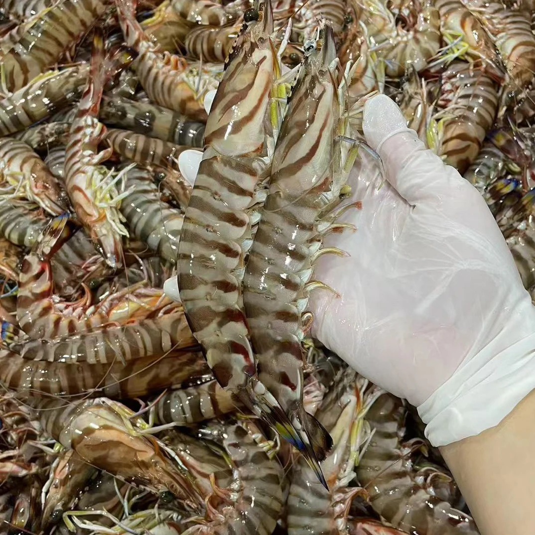 海捕野生斑节虾速冻鲜虾顺丰冷链发货