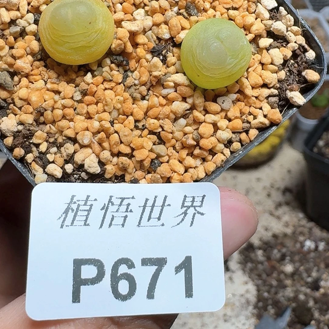 671盒多肉植物哇fv v