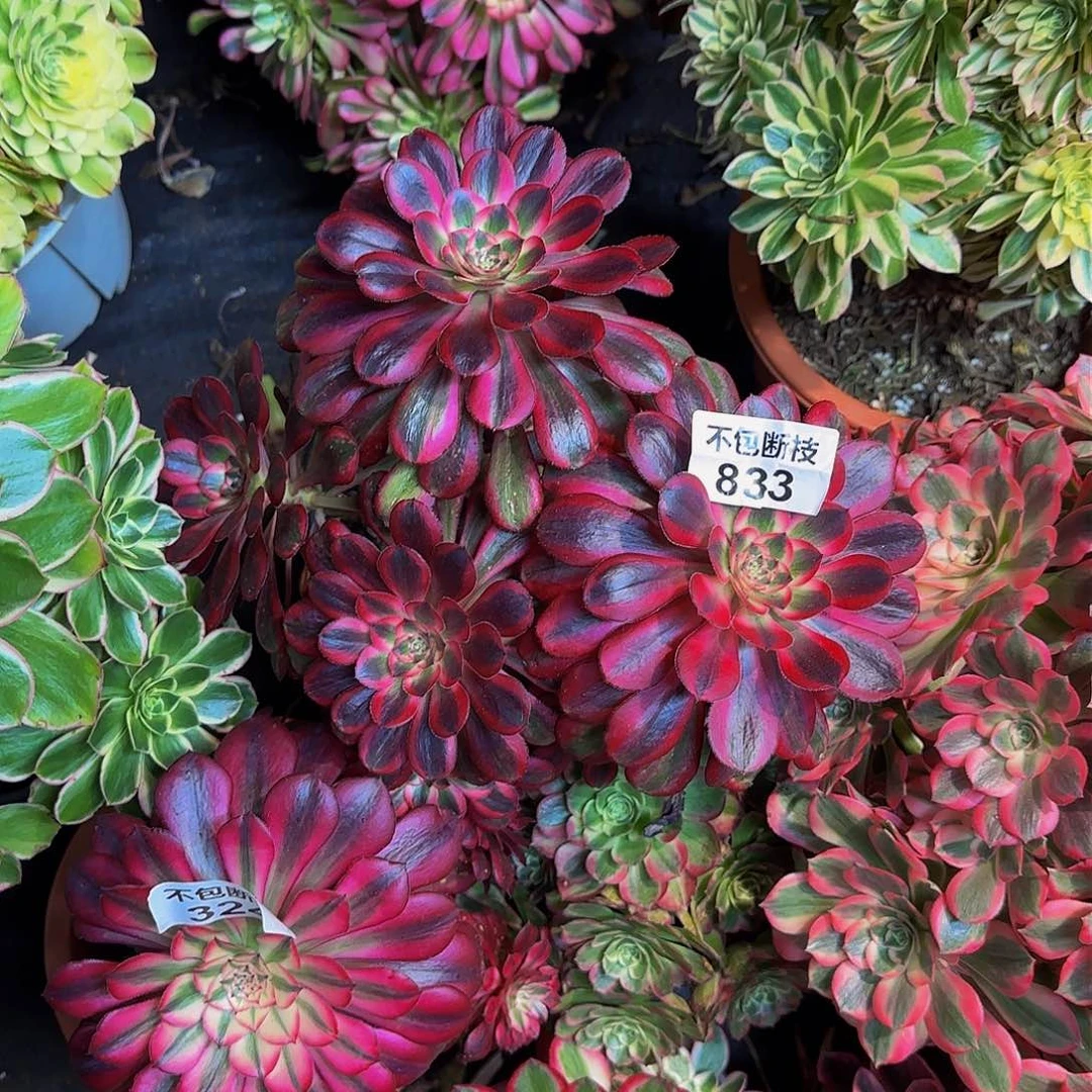 小***.833多肉法师锦1111