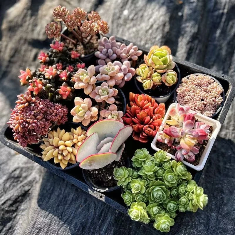 【随机不指定满满一箱多肉】高品质多肉一整箱不重复多肉昆明直发