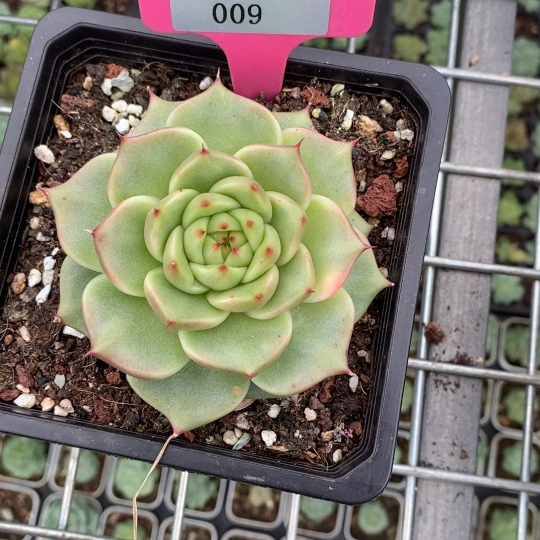 x009-多肉植物 东云
