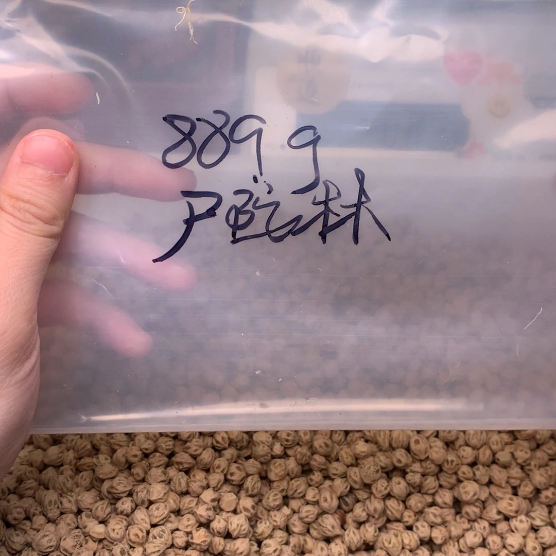 时***待柏香籽/百香籽吊坠