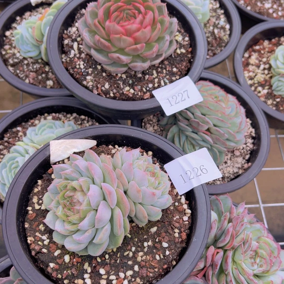 果**台1226.1227两颗