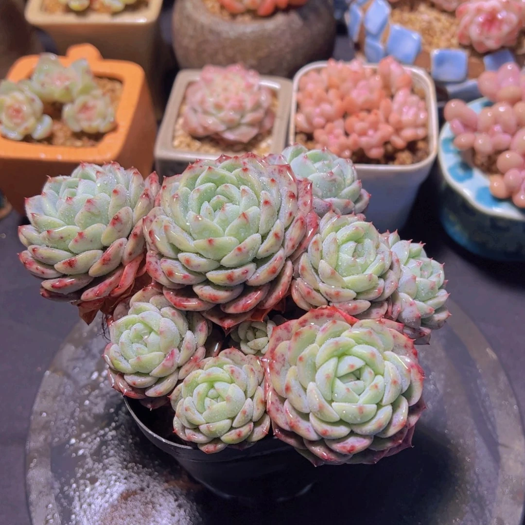 爱****灰新品，多肉植物