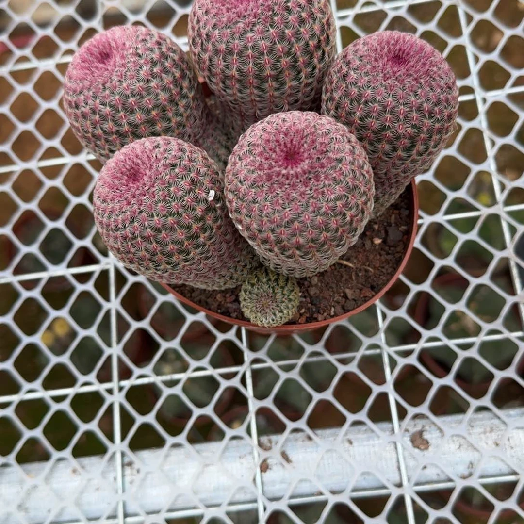 小***丽可口可乐了可口可乐了了