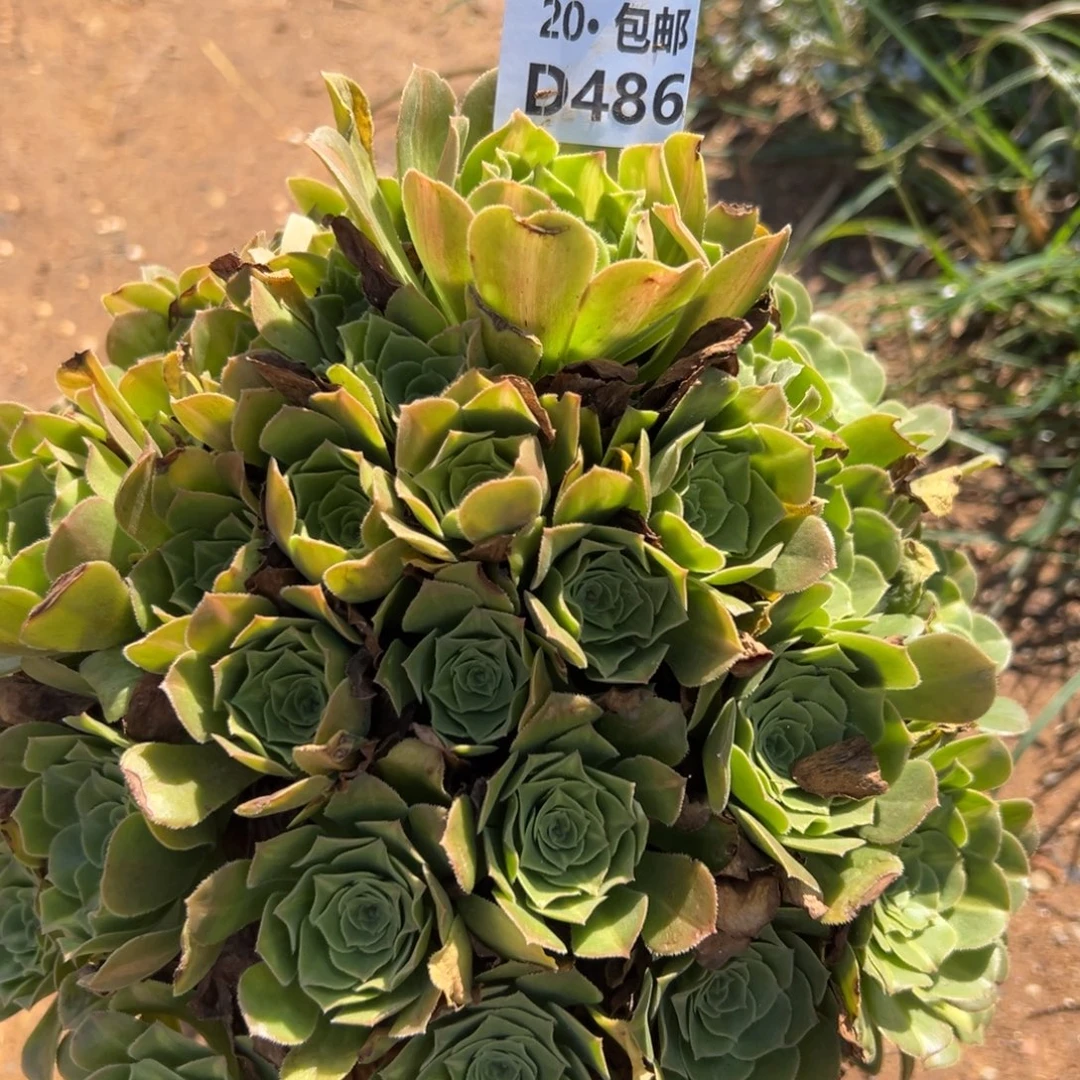 486翡翠琉璃，多肉法师