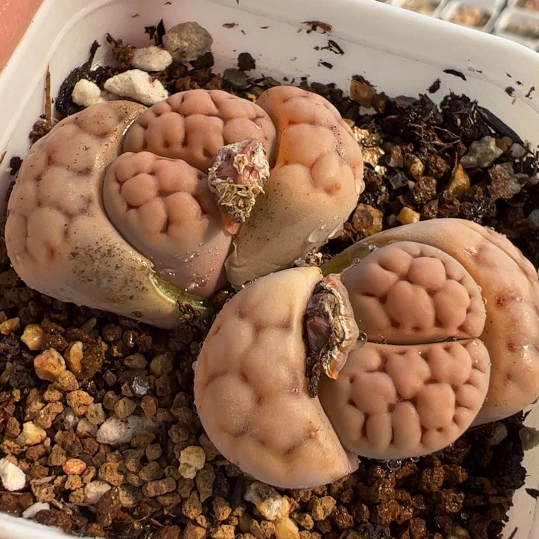 086多肉植物百科