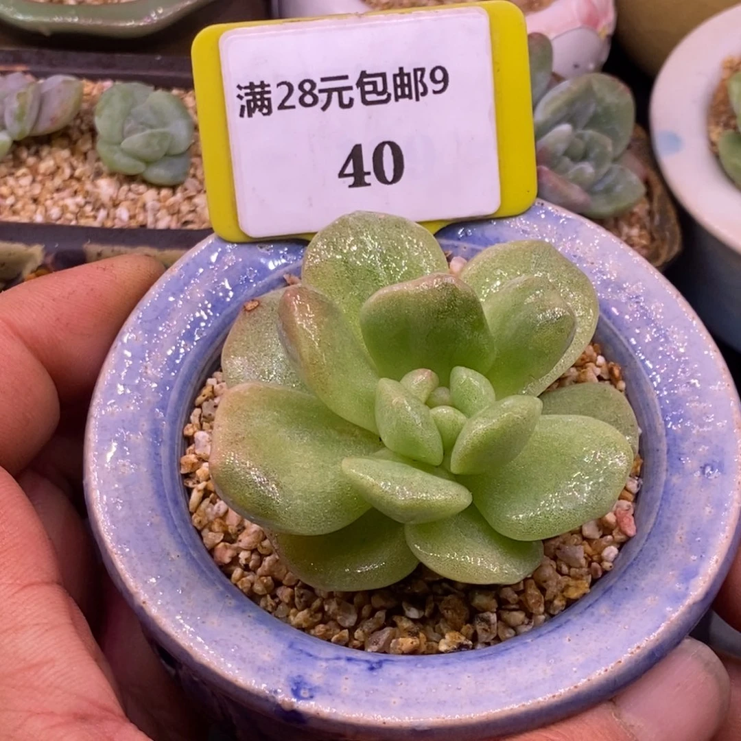 940冰玉石化拉丝锦