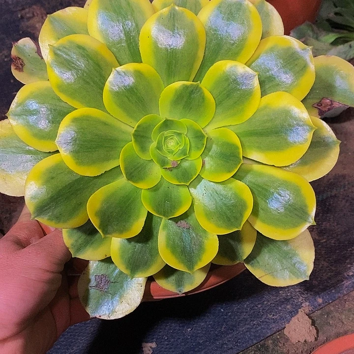 多肉植物保护研究所