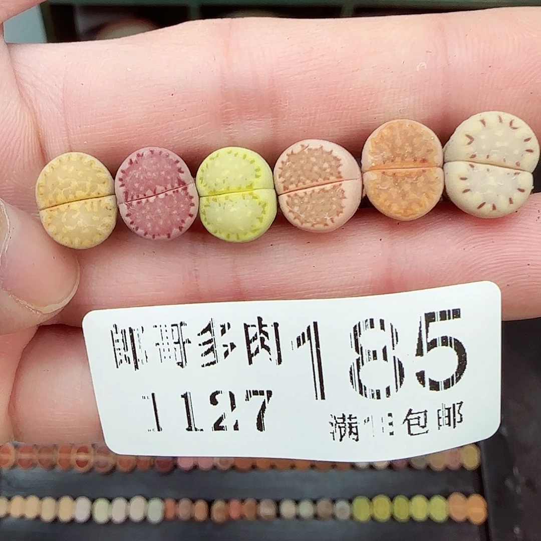满满18包邮1127-185