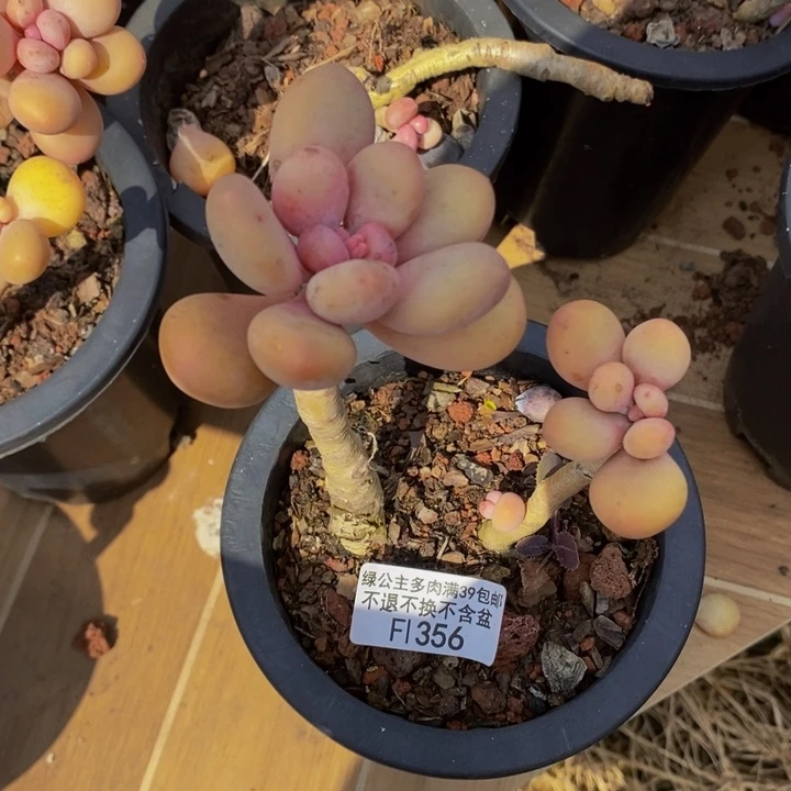 蛋黄奶老桩356多肉植物